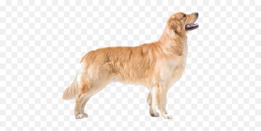 Golden Retriever Transparent Background Png Png Arts - Golden Retriever Dog Side View Emoji,Golden Retriever Clipart
