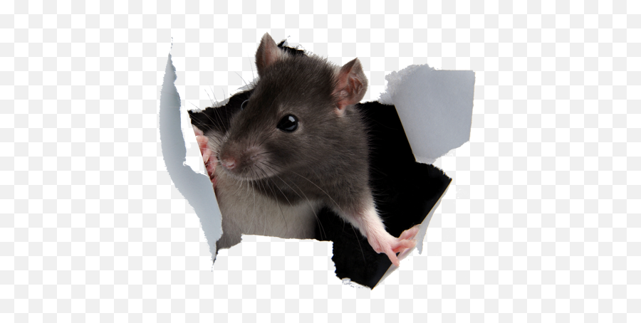 San Diego County Rodent Control - Rat Coming Through Screen Emoji,Rat Transparent