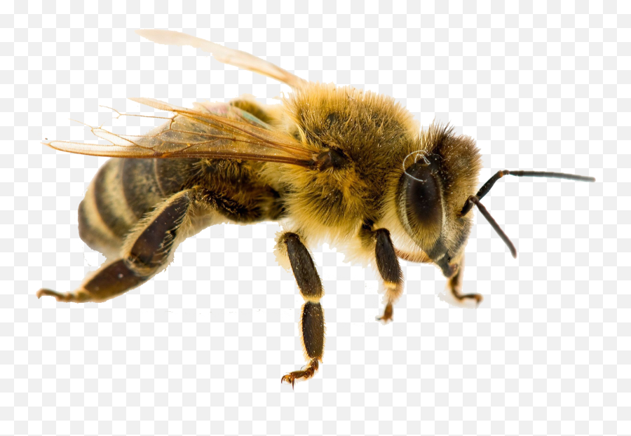 Honey Bee Png Download Free Clip Art - Worker Bee Emoji,Bee Png