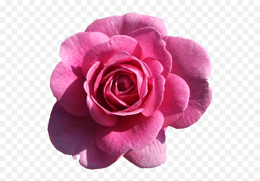 Arana - Light Pink Rose Png Pink Rose Png Emoji,Pink Rose Png