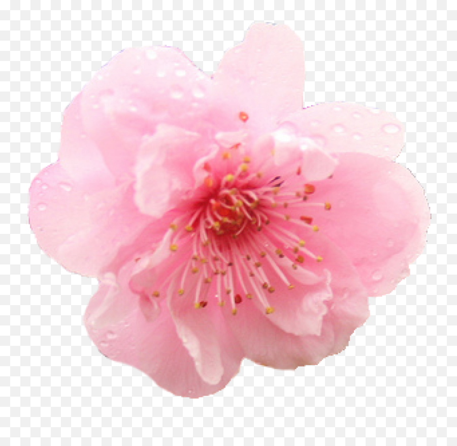 Cherry Blossom Png Hd - Transparent Flower Cherry Blossom Png Emoji,Cherry Blossom Png