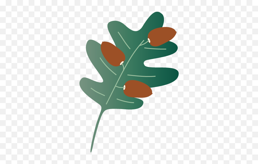 Bec Massell Web Graphic Designer - Black Oak Emoji,Oak Leaf Logo