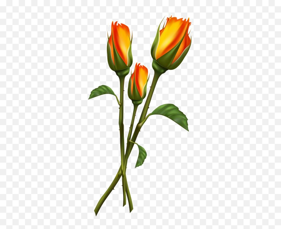 Tulip Flower Drawing - Beautiful Orange Flowers Png Emoji,Orange Flowers Png