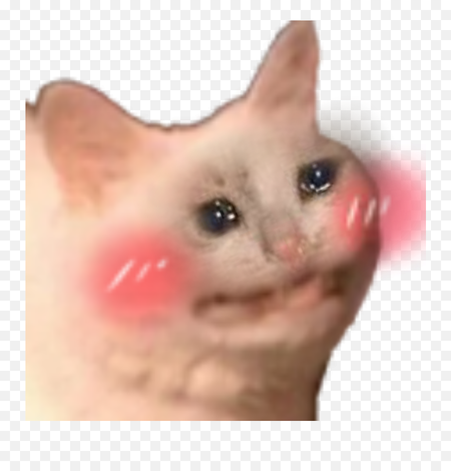 Sad Cat I Will Be Shy - Album On Imgur Emoji,Crying Cat Transparent