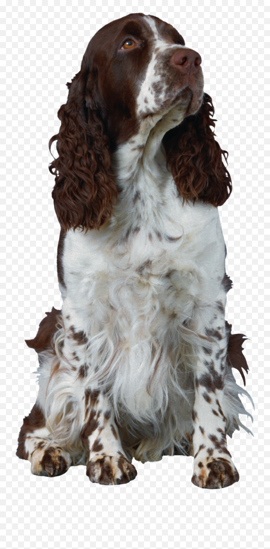 Dog Png Transparent Background - High Quality Image For Free Emoji,Paw Patrol Transparent Background