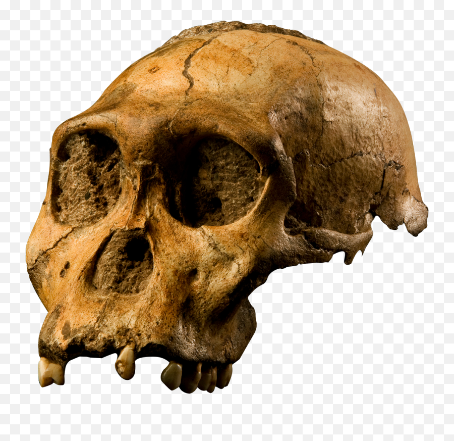 Australopithecus Sediba - Australopithecus Sediba Skull Emoji,Skull Transparent Background