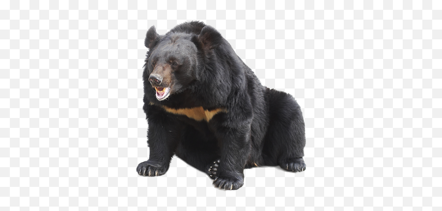 Download Related Wallpapers - Sun Bear Png Full Size Png Sun Bear Png Emoji,Real Sun Png
