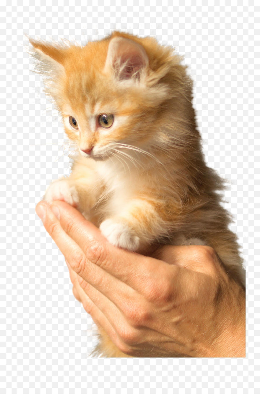 Cat Hand Cute Cat Face Animal Png Picpng - Orange Kitten Emoji,Cat Face Png