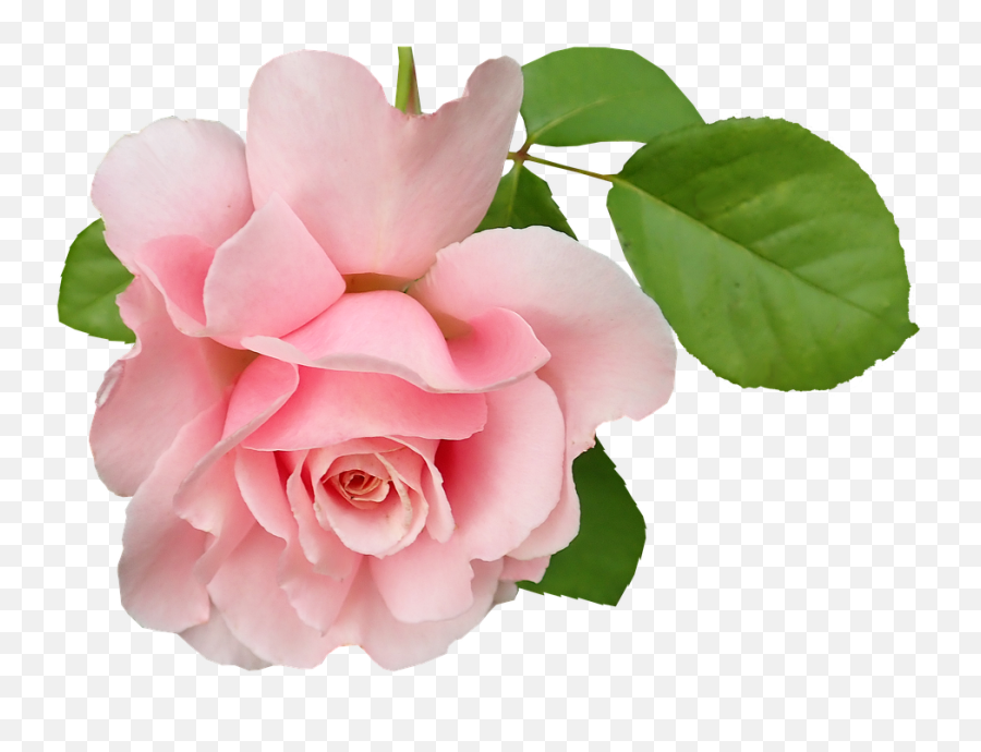 Flower Pink Rose - Free Image On Pixabay Pink Rose Pixabay Emoji,Pink Rose Png