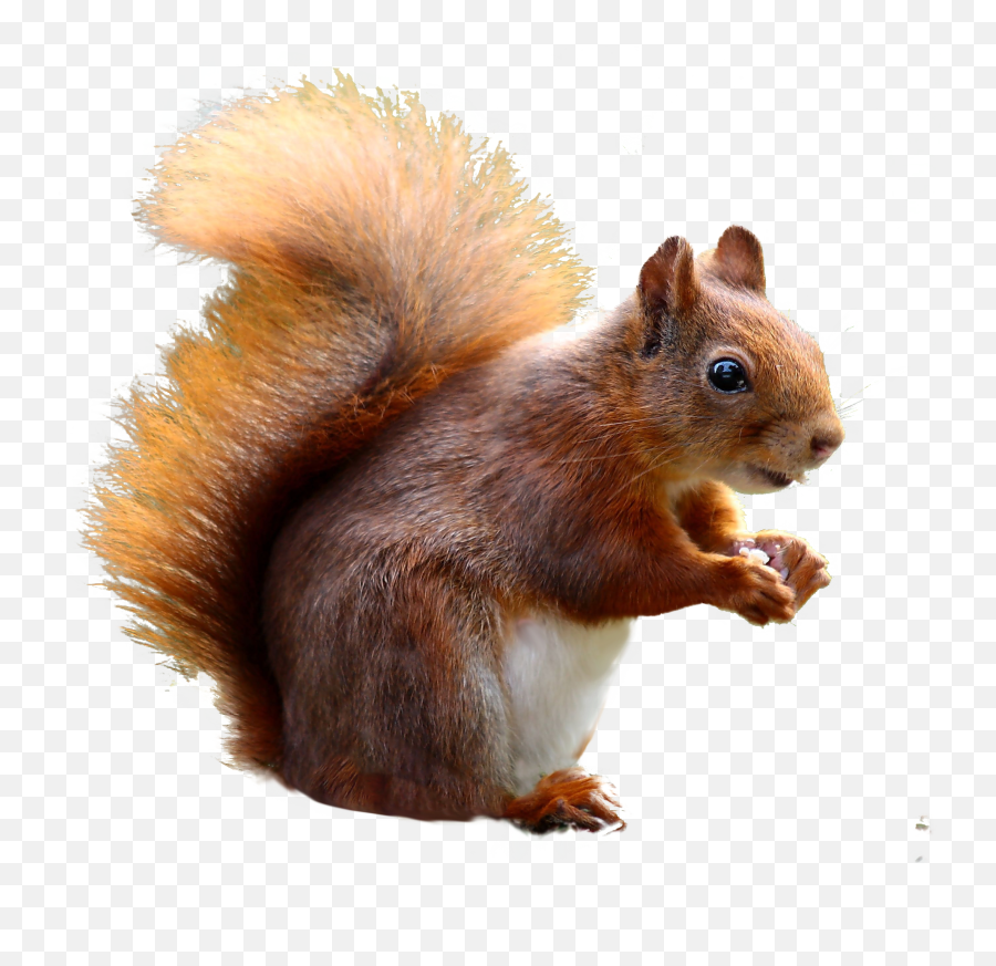 Squirrel Png Images Transparent - Transparent Background Squirrels Clipart Emoji,Transparent Picture