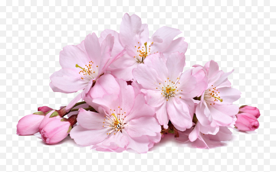 Cherry Blossom Png Transparent - Cherry Blossom Real Png Emoji,Cherry Blossom Png