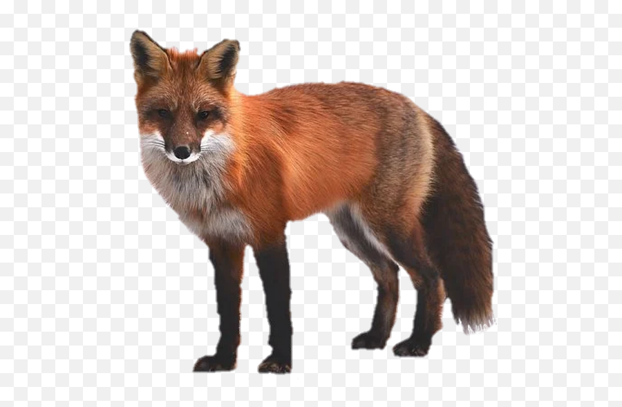 Fox Animals - Fox Transparent Emoji,Fox Png