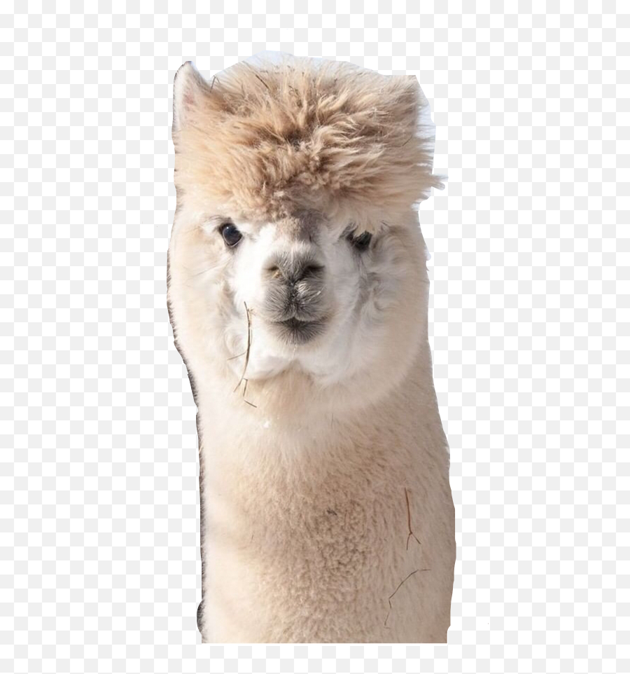 Funny Alpaca Alpaka Sweet Cute Animal Sticker By Pia Emoji,Llama Head Clipart