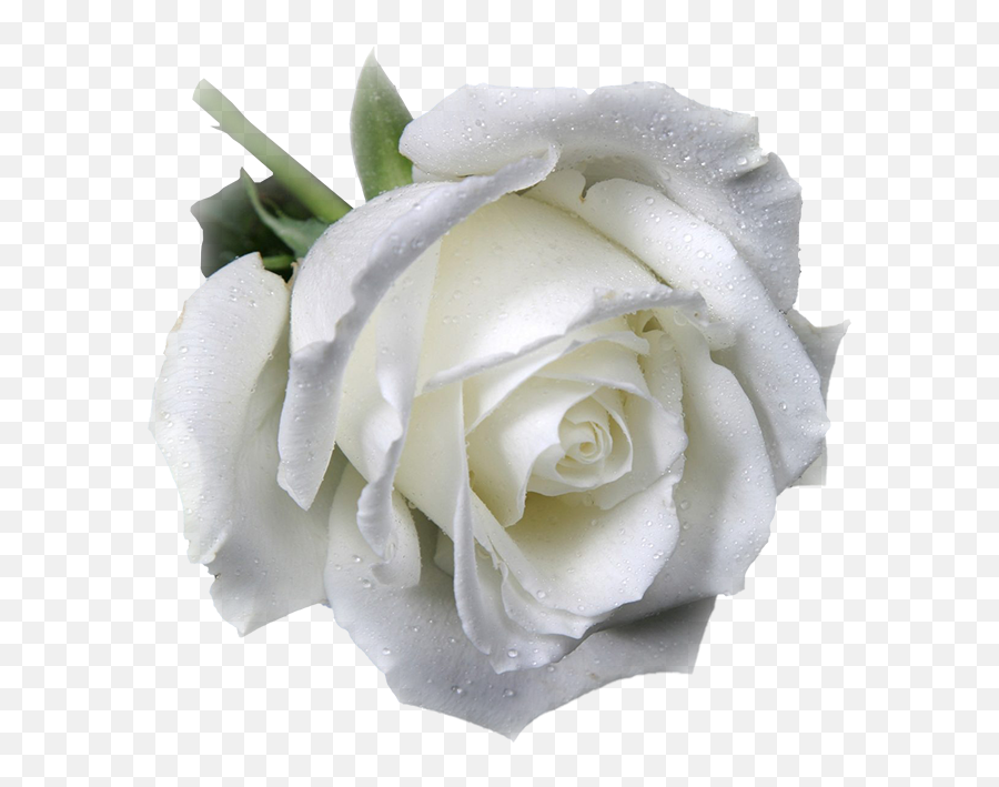 Caaai Caaai Mourns The Loss Of Ms Winifred Euphemia Doris Emoji,White Rose Transparent Background
