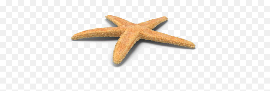 Starfish Png Free Download - Starfish Png Emoji,Star Fish Png