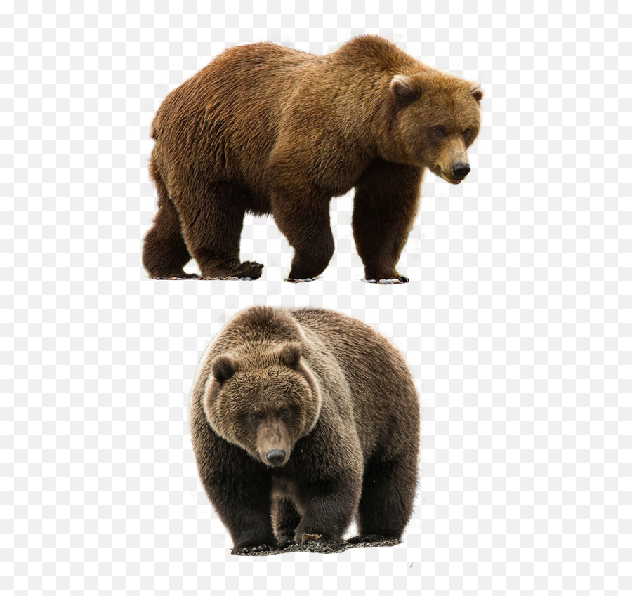 Real Bear Png Emoji,Bears Png