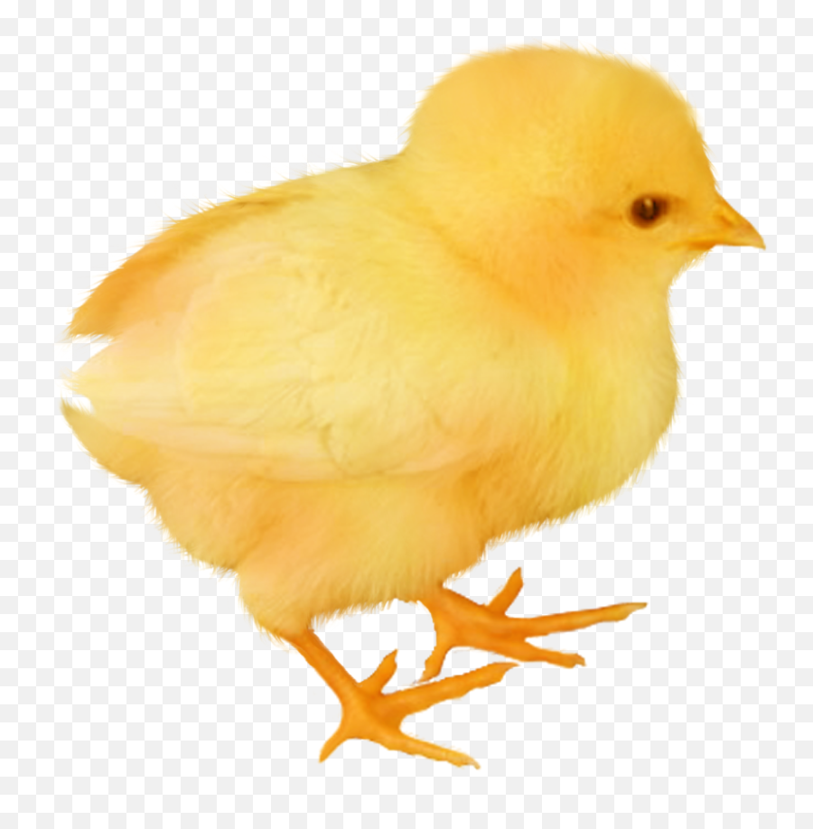 Baby Chicken Transparent Image - Baby Chicken Transparent Emoji,Chicken Transparent