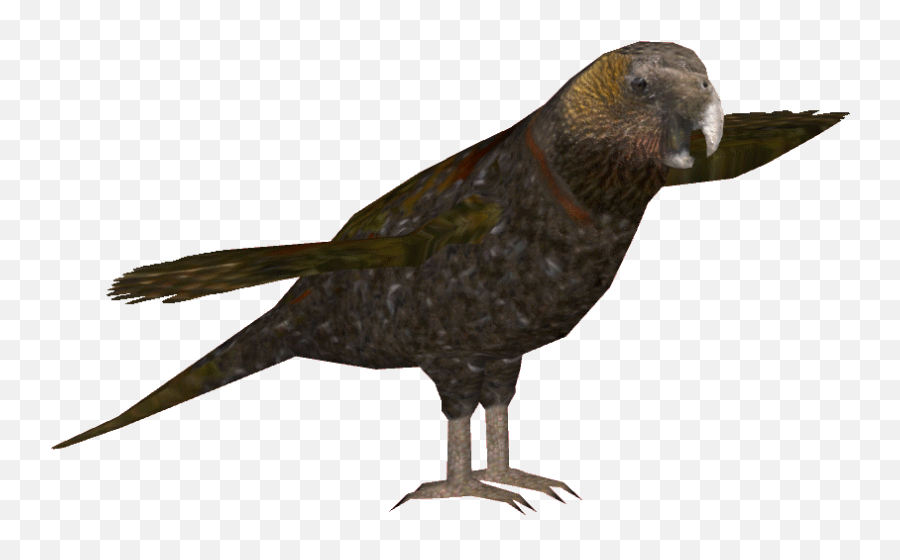 Kaka Png - Kaka Bird Transparent Background Emoji,Bird Transparent