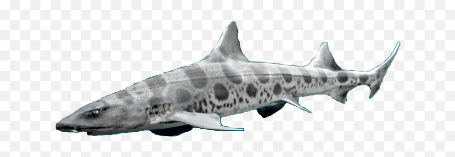 Download Dungeon Masters Only - Leopard Shark Png Image With Leopard Shark Image No Background Emoji,Shark Transparent Background