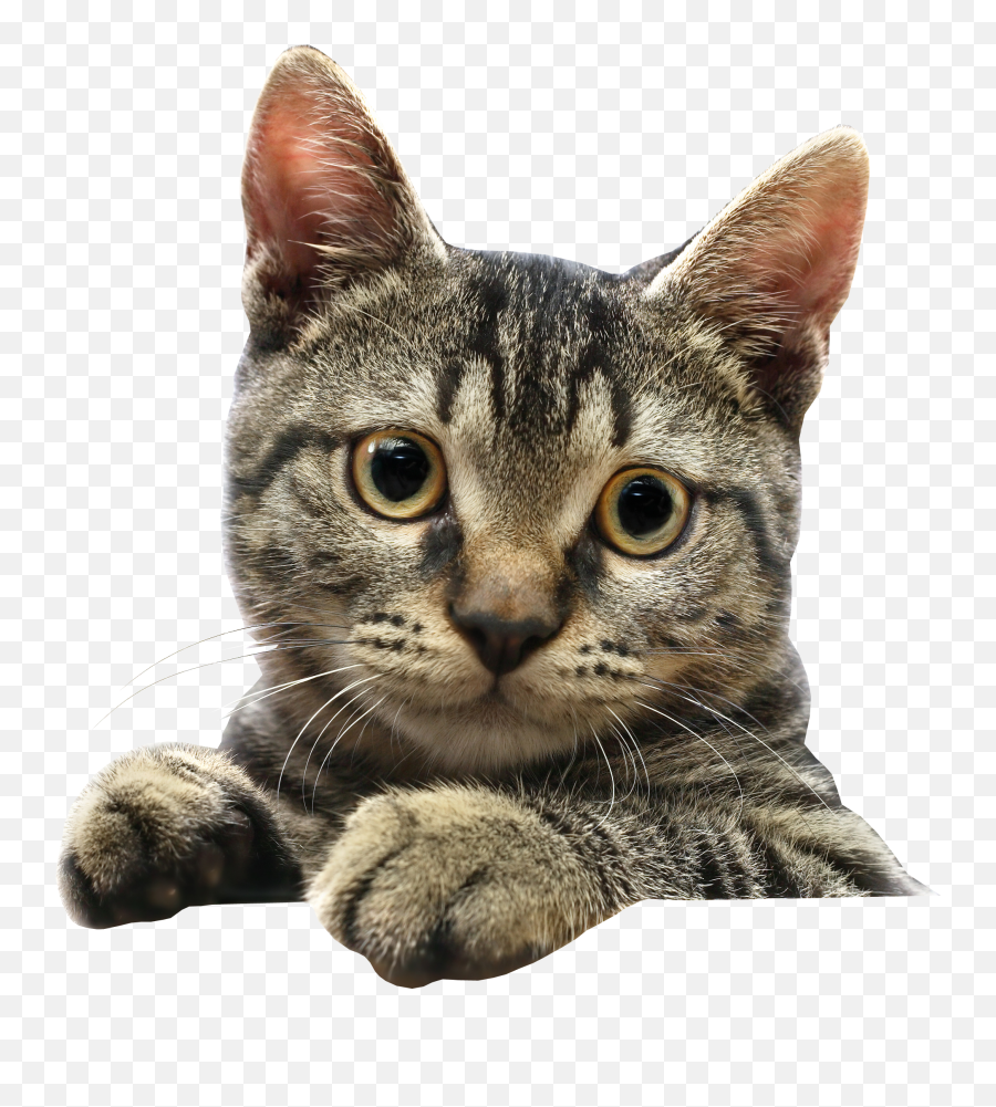 180 Cats Png Images Are Free To Download - Cat Got Your Tongue Emoji,Cats Png