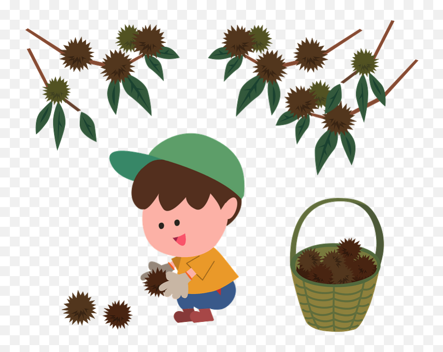 Boy Picking Up Japanese Chestnuts - Picking Chestnut Clipart Emoji,Pick Clipart