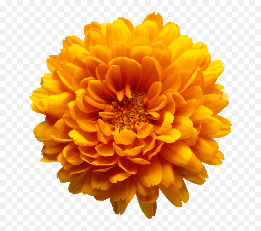 Orange Flower Transparent Png Images - Chrysanthemum Flower Png Emoji,Orange Transparent