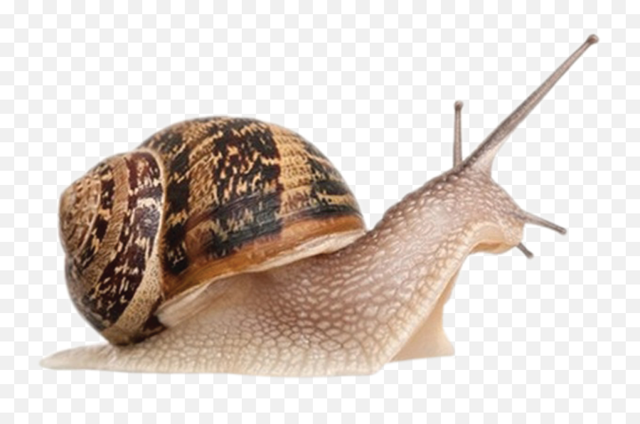 Snail Png - Snail Png Emoji,Snail Png