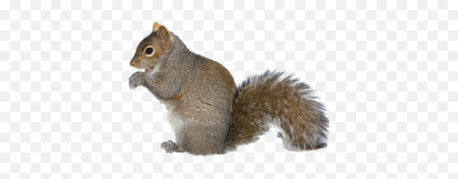 Squirrels A Exterminators - California Ground Squirrel Transparent Background Emoji,Squirrel Png