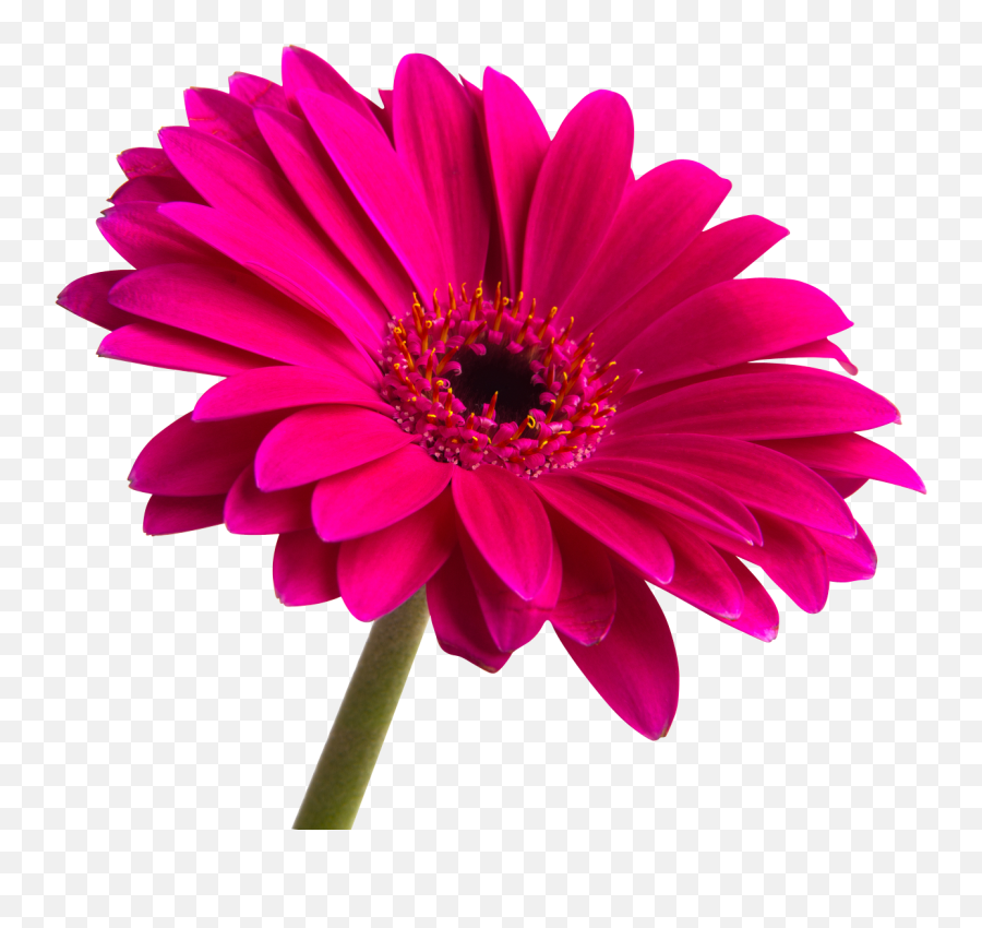 Pink Flower Png Free Download - Photo 28 Pngfilenet 2 Words For Plant Reproduction Emoji,Pink Flower Png