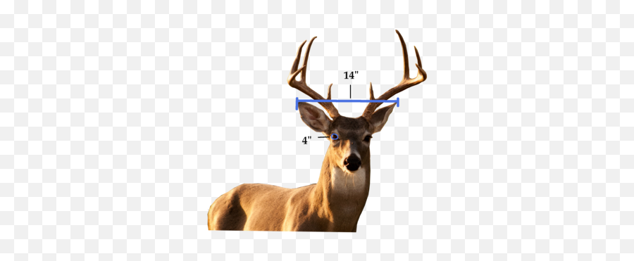 How To Score A Buck From A Trail Camera Photo U2013 Trail Cam Junkie - 15 Inch Spread On Deer Emoji,Reindeer Antlers Png