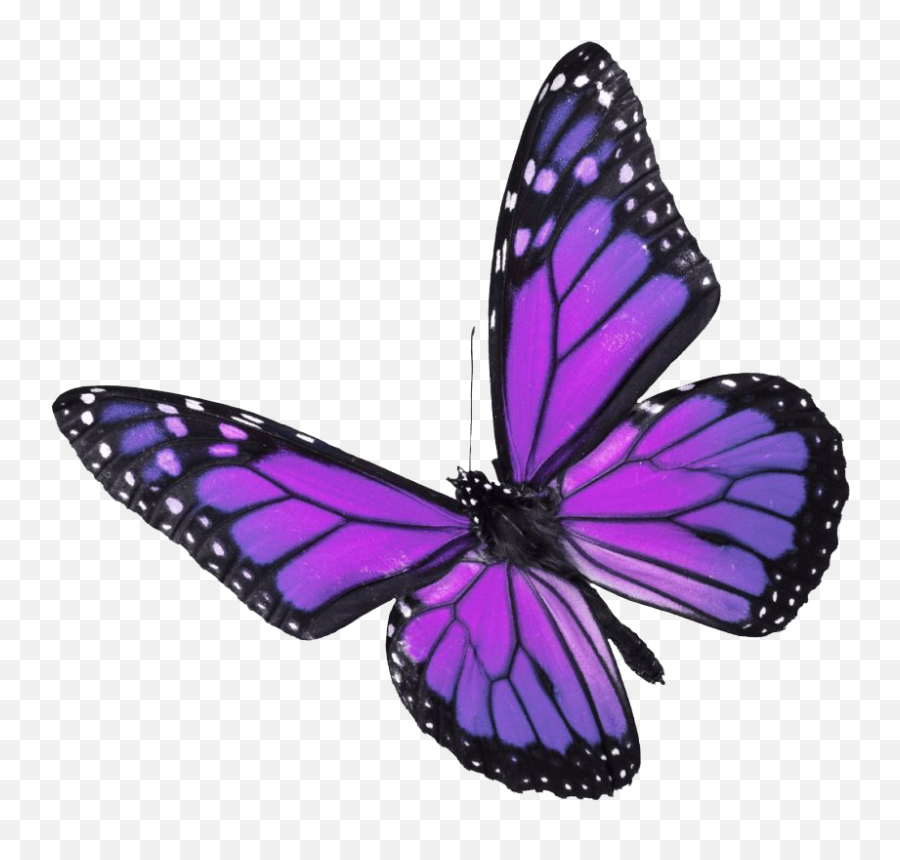 Flying Real Butterfly Transparent - Purple And Blue Butterfly Emoji,Butterfly Transparent
