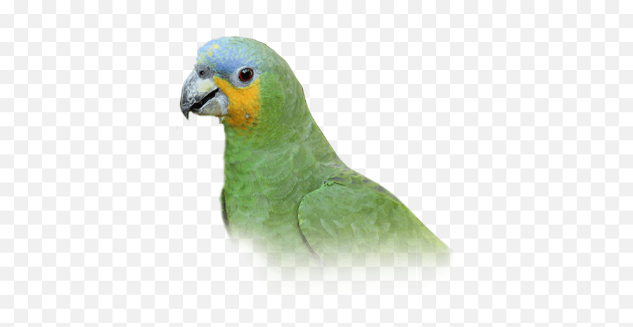Orange - Winged Amazon Parrot Personality Food U0026 Care U2013 Pet Pet Birds Emoji,Orange Transparent