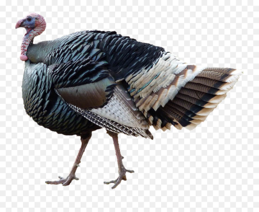 Free Thanksgiving Day Png Images - Turkey Png Emoji,Thanksgiving Transparent Background