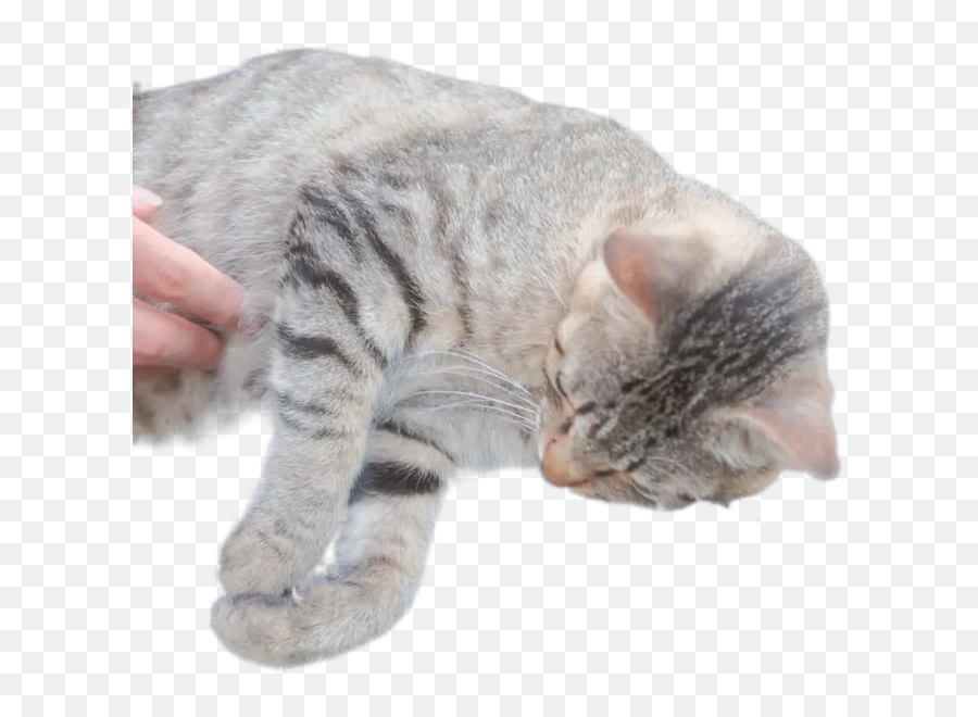 Transparent Background Free To Download Emoji,Cat With Transparent Background