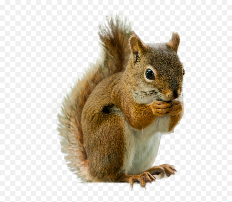 Squirrel Png Image - Transparent Background Squirrel Transparent Emoji,Squirrel Png