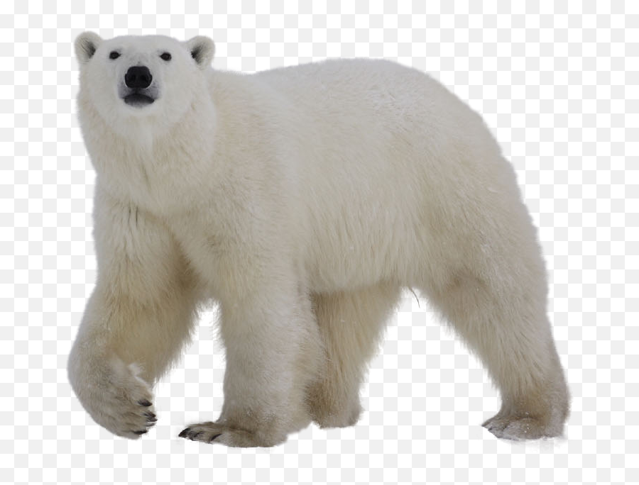 60 Best Polar Images - Polar Bear Transparent Background Emoji,Polar Bear Png