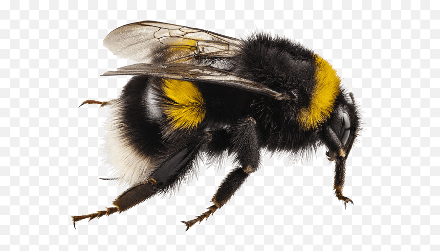 Bumble Bee Removal Control - Insect Transparent Bumblebee Png Emoji,Bee Transparent