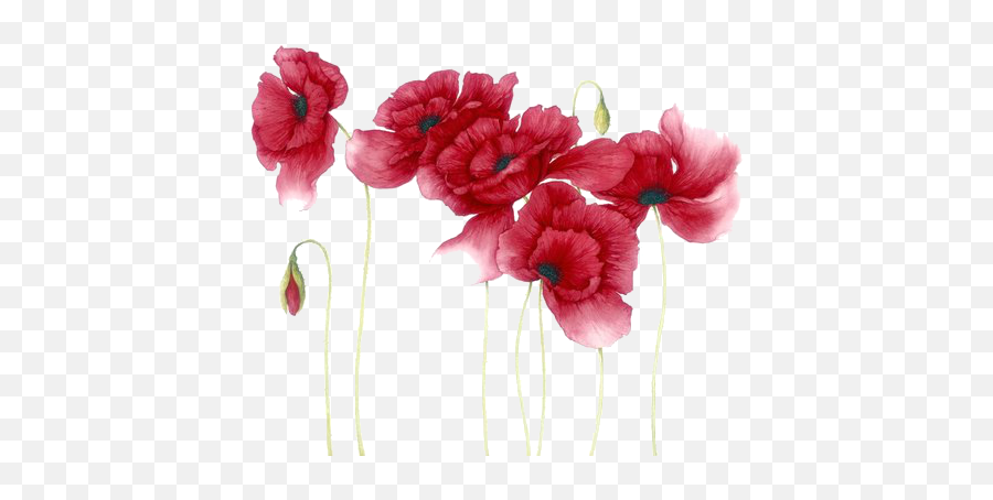 Download Hd Red Watercolor Flowers Png Transparent Png Image - Dark Red Watercolor Flowers Emoji,Red Flower Png