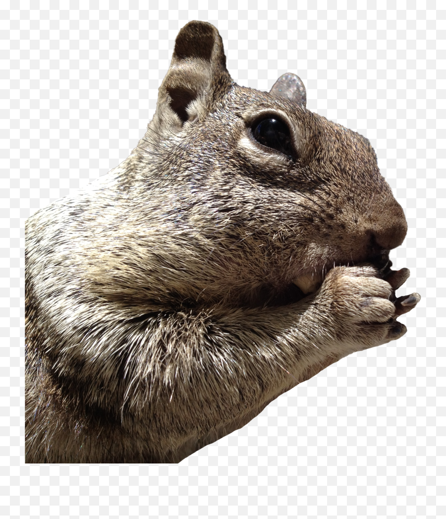 Iphone 4s - Squirrel Head Png Emoji,Squirrel Png