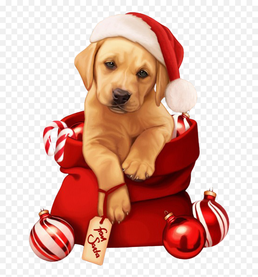 Christmas Dog Picture Transparent Background - Bloglifcoid Transparent Christmas Dog Clipart Emoji,Dog Transparent Background