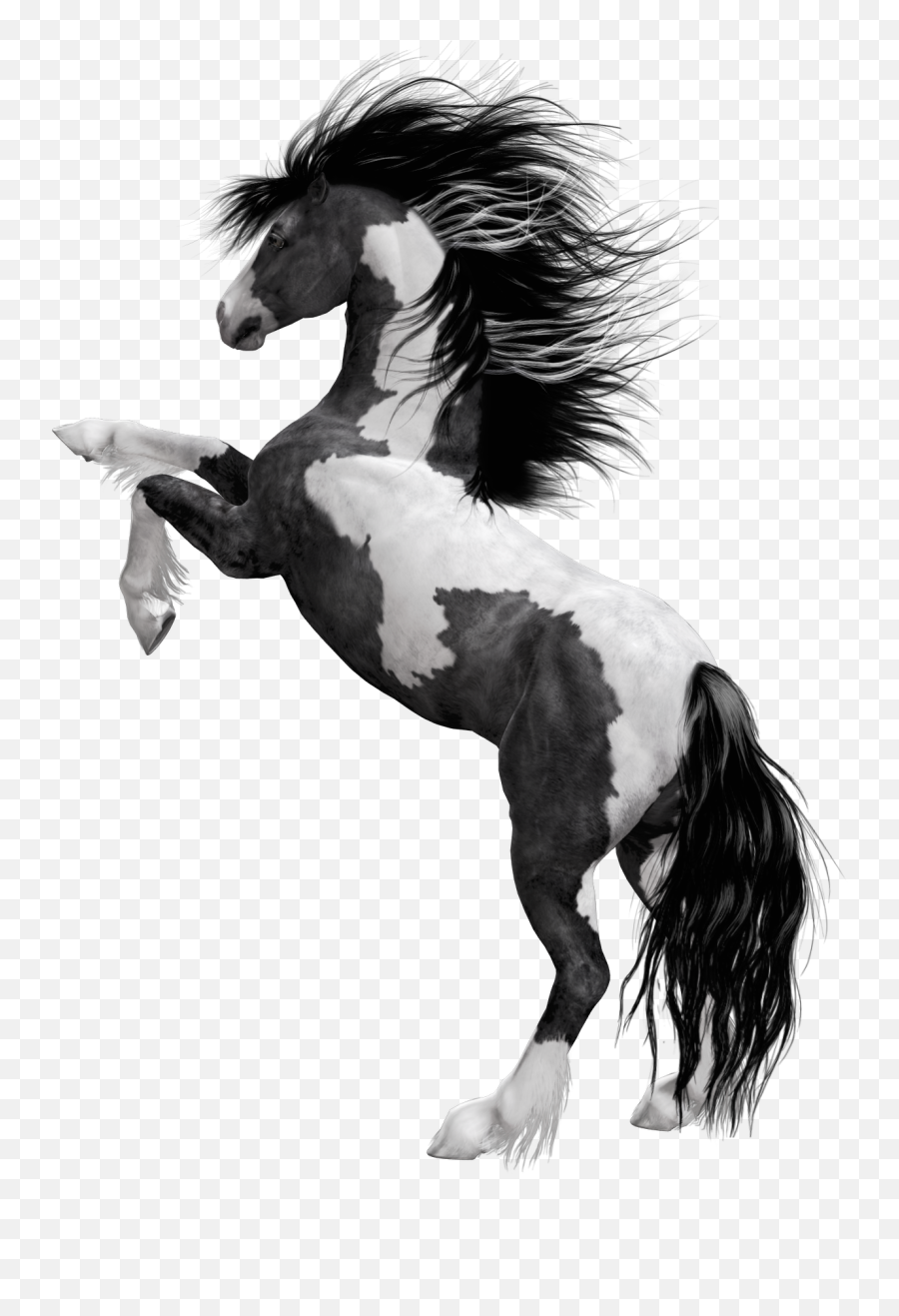 Black White Horse Png Clipart Picture 143849 - Png Images Black And White Horse Png Emoji,Horse Png