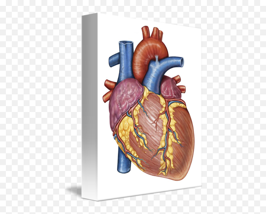 Gross Anatomy Of The Human Heart By Stocktrek Images - Human Heart Poster Emoji,Human Heart Png