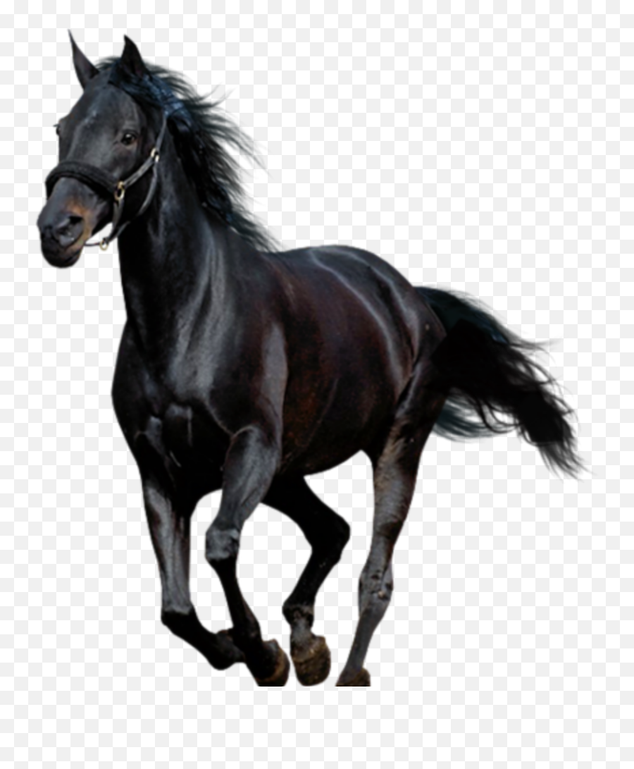The Most Edited Oldtownroad Picsart Emoji,Black Horse Clipart