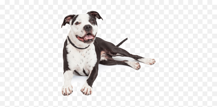 American Pit Bull Terrier Puppies For Sale In Alaska Emoji,Pit Bull Png