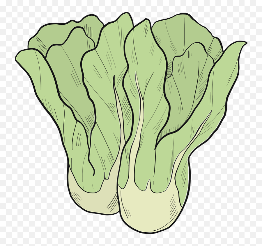 Lettuce Clipart - Fresh Emoji,Lettuce Clipart