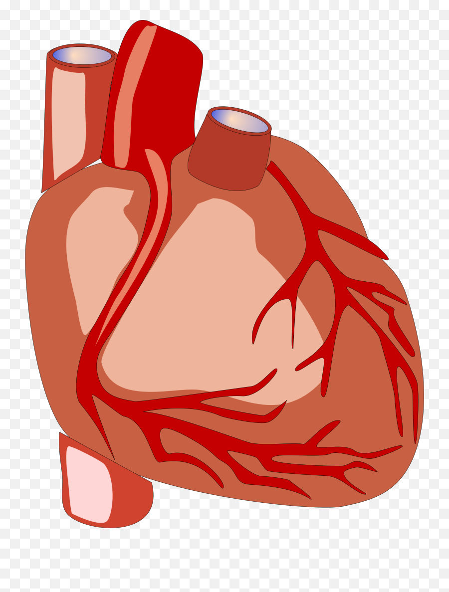 Congestive Cardiac Failure - Human Heart Png Emoji,Human Clipart