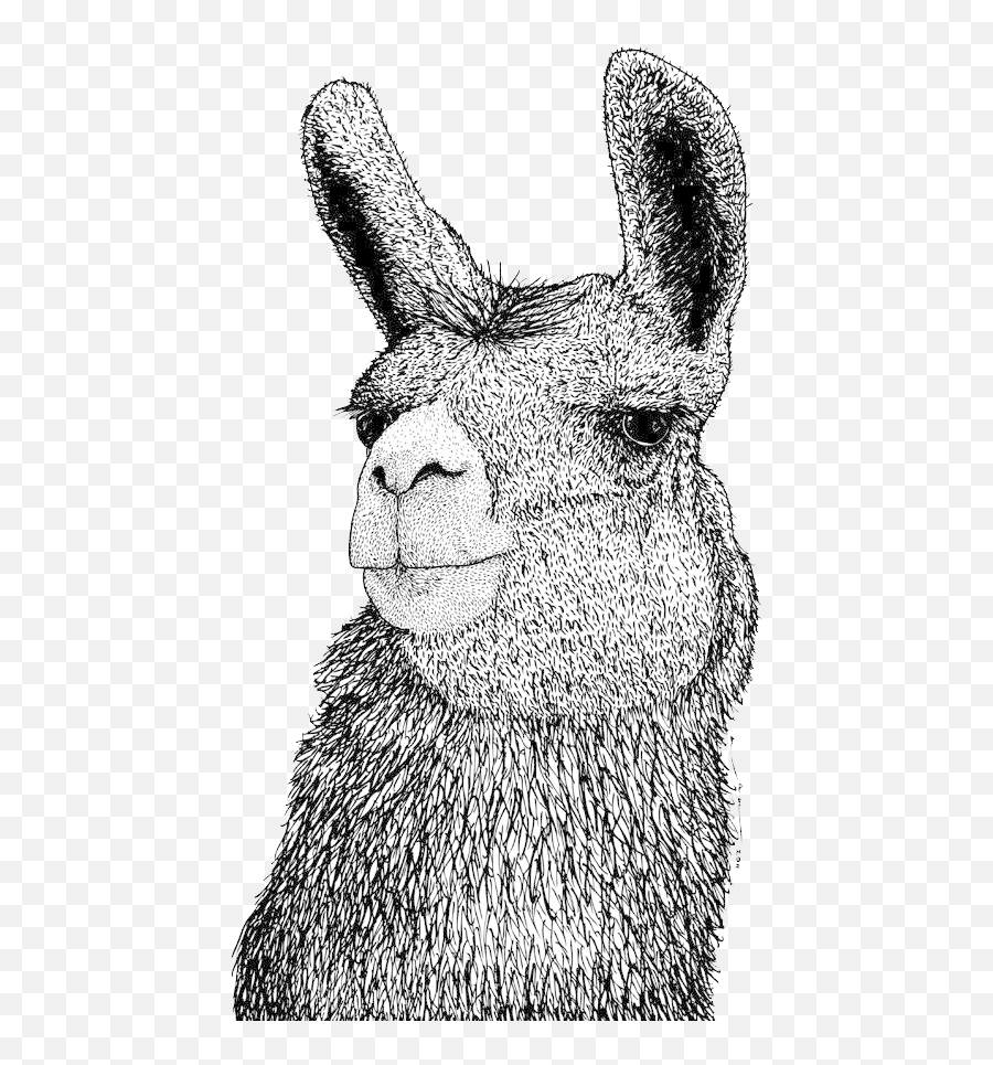 Llama Png By Birdy212 - Drawing Emoji,Llama Png