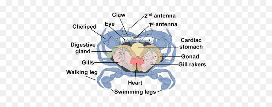 Pin By Katie Peters On Portfolio Project Blue Crab Crab Emoji,Blue Crab Clipart