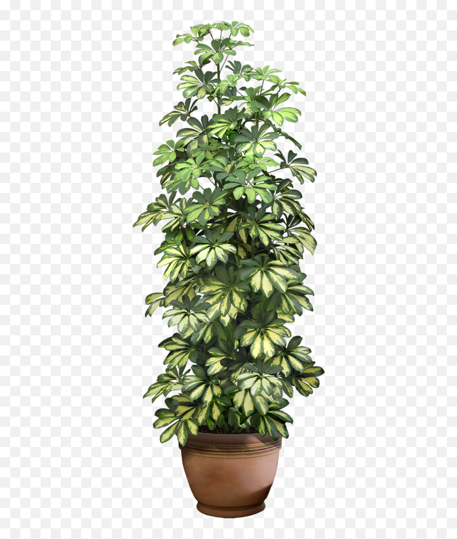 Pot Plant Transparent Background - Potted Plant Transparent Background Emoji,Transparent Plant