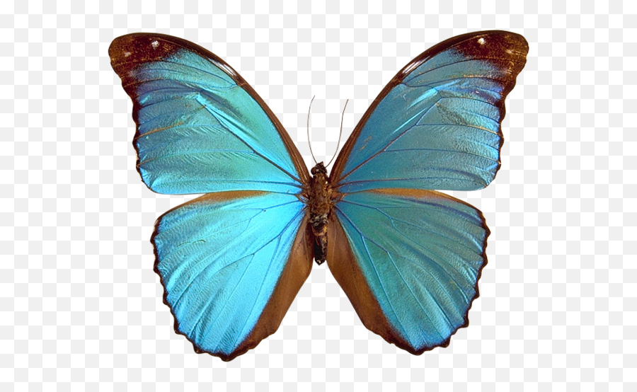 Butterflies Transparent Png Images - Blue Butterfly Wings Emoji,Butterfly Transparent